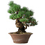 Pinus parviflora, 36 cm, ± 20 years old