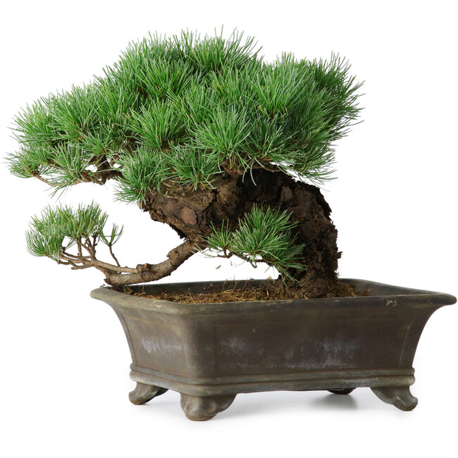 Pinus parviflora, 27 cm, ± 20 years old