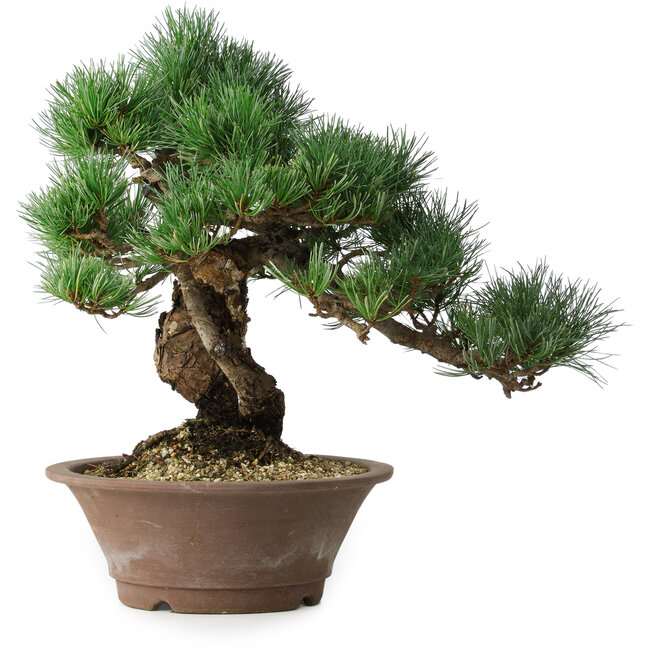 Pinus parviflora, 36 cm, ± 20 years old