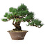 Pinus parviflora, 36 cm, ± 20 years old
