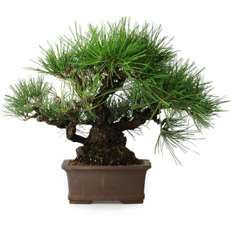Pinus thunbergii, 32 cm, ± 20 anni