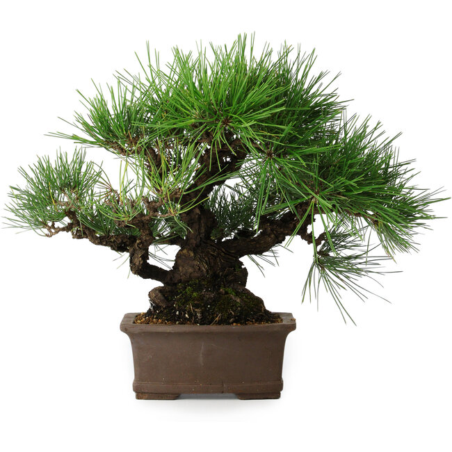 Pinus thunbergii, 32 cm, ± 20 years old