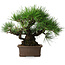 Pinus thunbergii, 32 cm, ± 20 anni