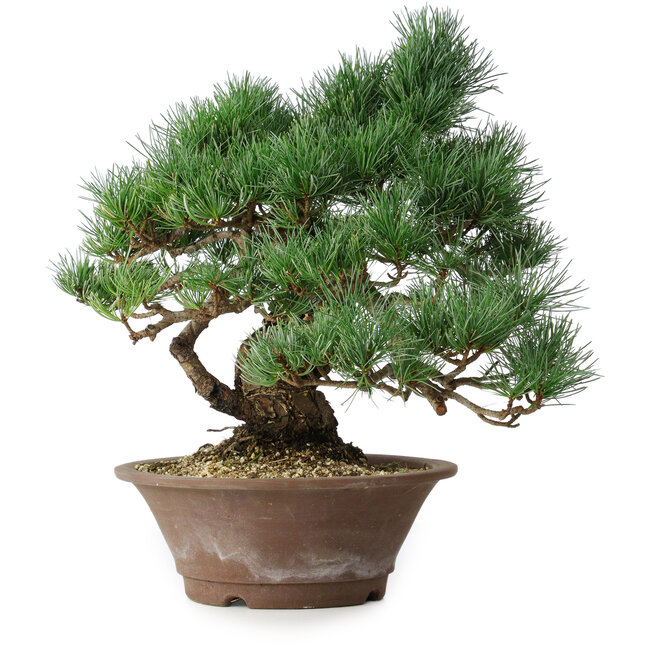 Pinus parviflora, 36 cm, ± 20 years old