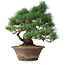 Pinus parviflora, 36 cm, ± 20 years old