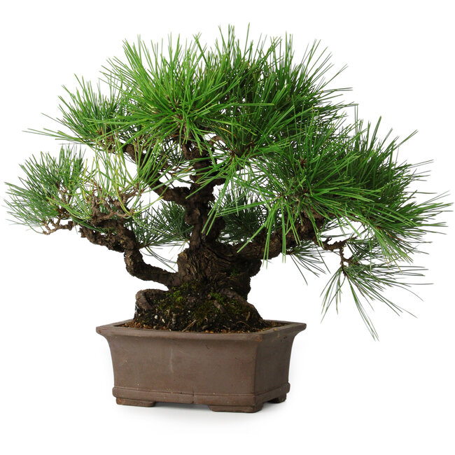 Pinus thunbergii, 32 cm, ± 20 jaar oud