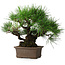 Pinus thunbergii, 32 cm, ± 20 anni