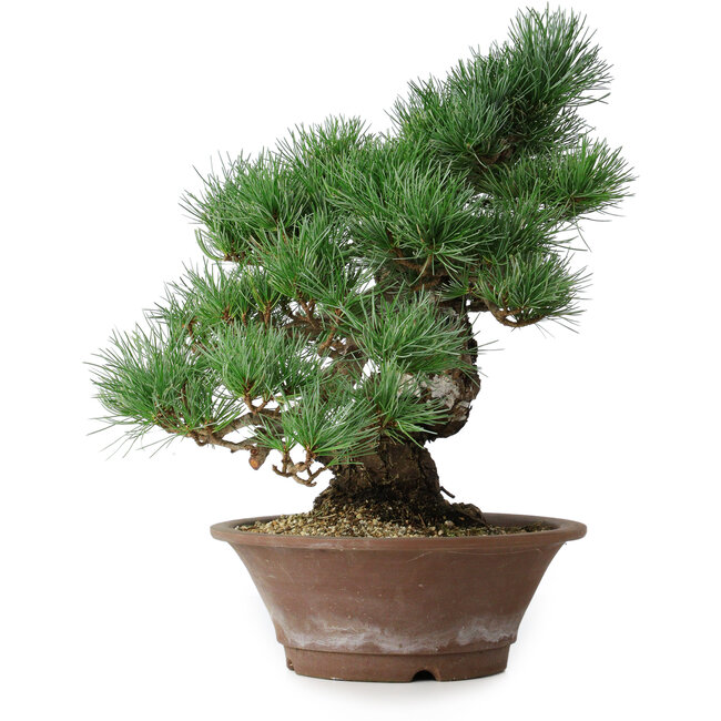 Pinus parviflora, 36 cm, ± 20 years old