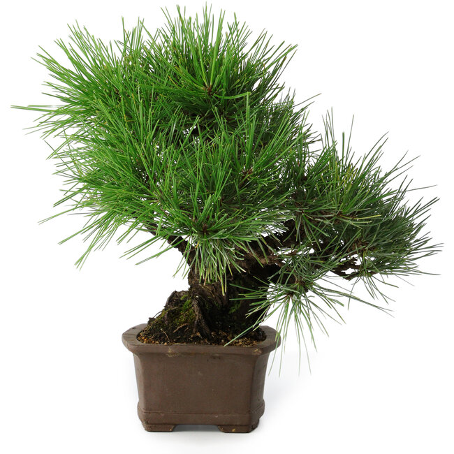 Pinus thunbergii, 32 cm, ± 20 anni
