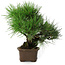 Pinus thunbergii, 32 cm, ± 20 anni