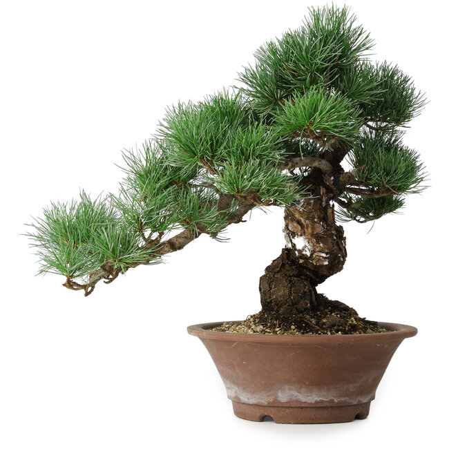 Pinus parviflora, 36 cm, ± 20 years old