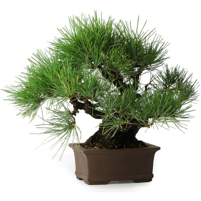 Pinus thunbergii, 32 cm, ± 20 jaar oud