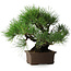 Pinus thunbergii, 32 cm, ± 20 jaar oud