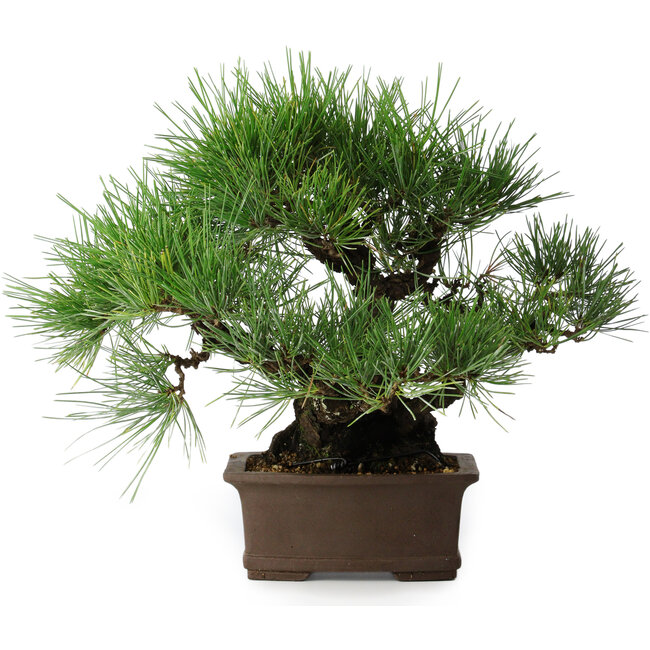 Pinus thunbergii, 32 cm, ± 20 anni