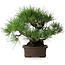 Pinus thunbergii, 32 cm, ± 20 anni