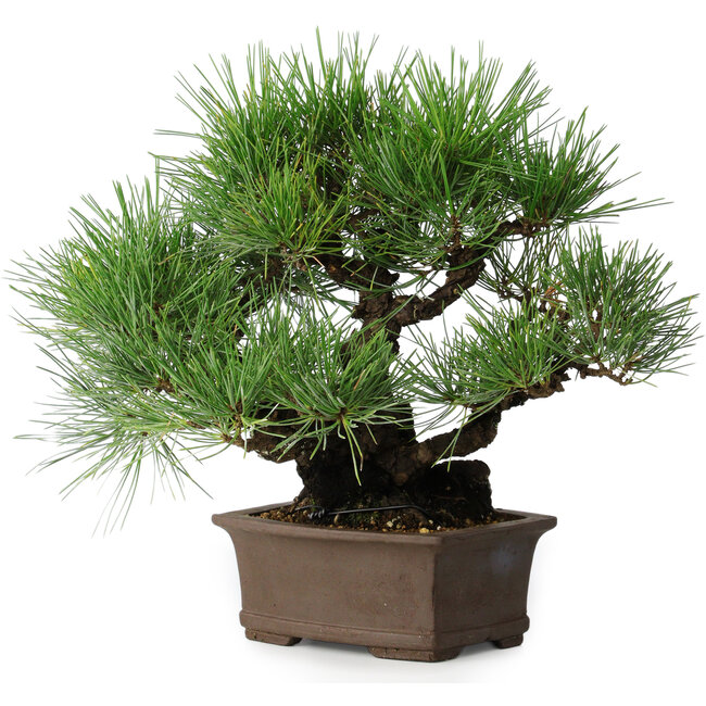 Pinus thunbergii, 32 cm, ± 20 anni