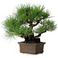 Pinus thunbergii, 32 cm, ± 20 jaar oud