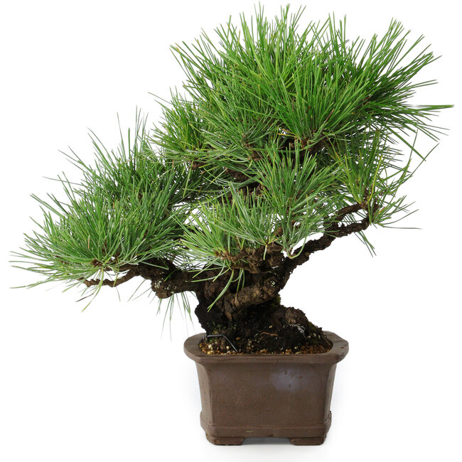 Pinus thunbergii, 32 cm, ± 20 anni