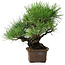 Pinus thunbergii, 32 cm, ± 20 anni