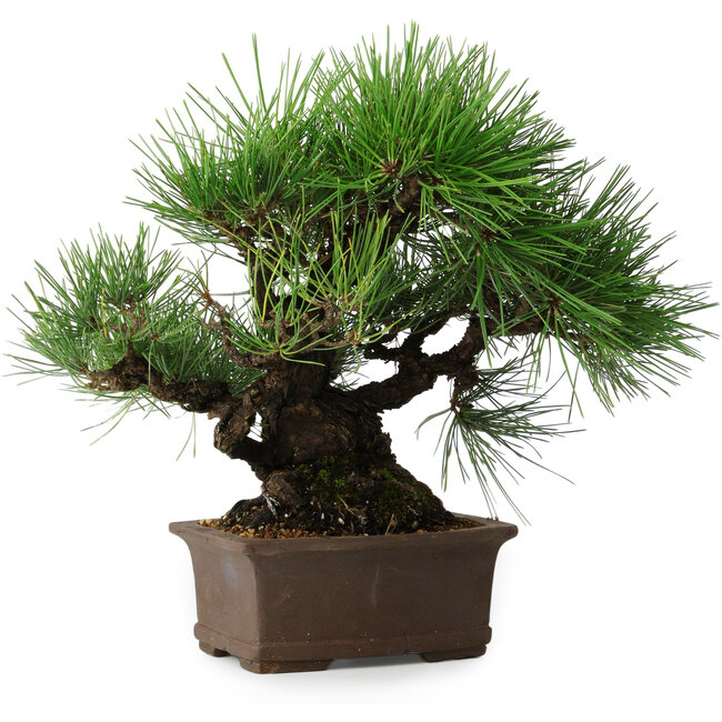 Pinus thunbergii, 32 cm, ± 20 jaar oud