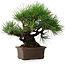 Pinus thunbergii, 32 cm, ± 20 jaar oud