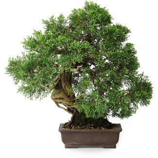Chinesischer Wacholder (Juniperus chinensis), 30,5 cm, ± 25 Jahre alt