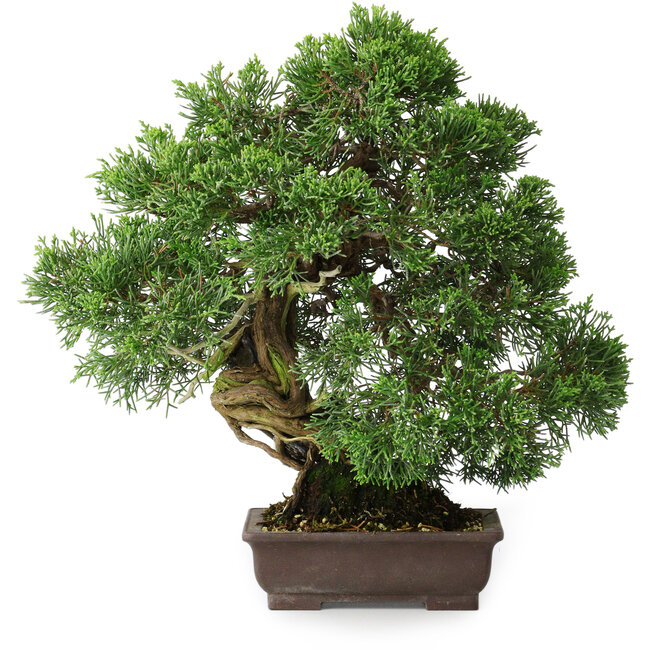Juniperus chinensis, 30,5 cm, ± 25 years old