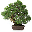 Juniperus chinensis, 30,5 cm, ± 25 ans