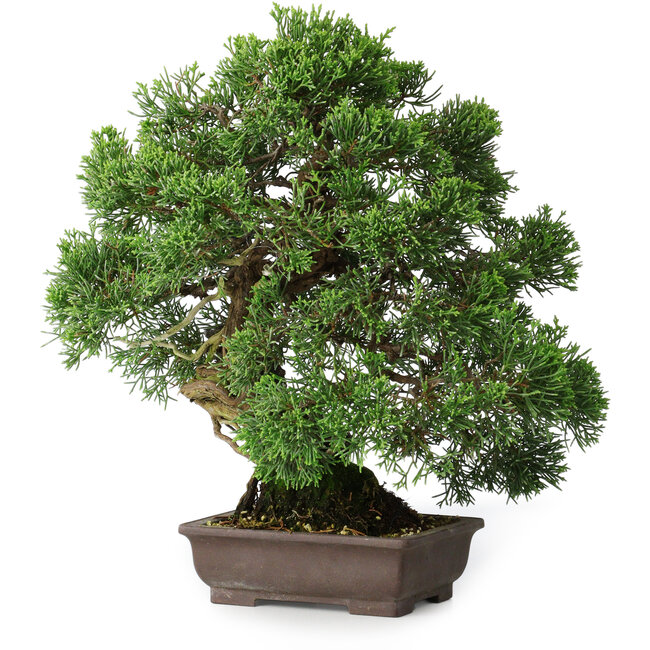 Juniperus chinensis, 30,5 cm, ± 25 anni