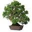 Chinesischer Wacholder (Juniperus chinensis), 30,5 cm, ± 25 Jahre alt
