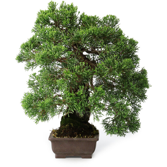 Juniperus chinensis, 30,5 cm, ± 25 anni
