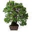 Juniperus chinensis, 30,5 cm, ± 25 jaar oud
