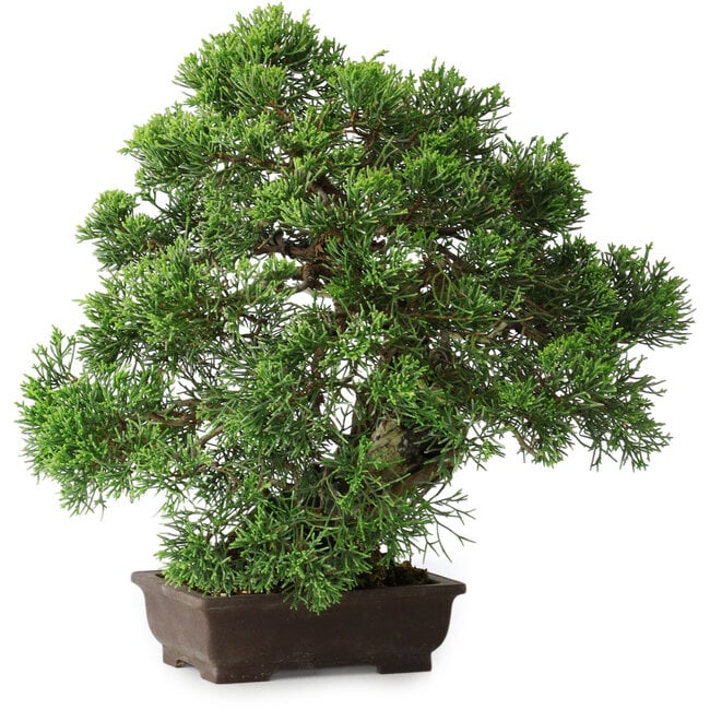 Juniperus chinensis, 30,5 cm, ± 25 jaar oud
