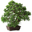 Juniperus chinensis, 30,5 cm, ± 25 jaar oud