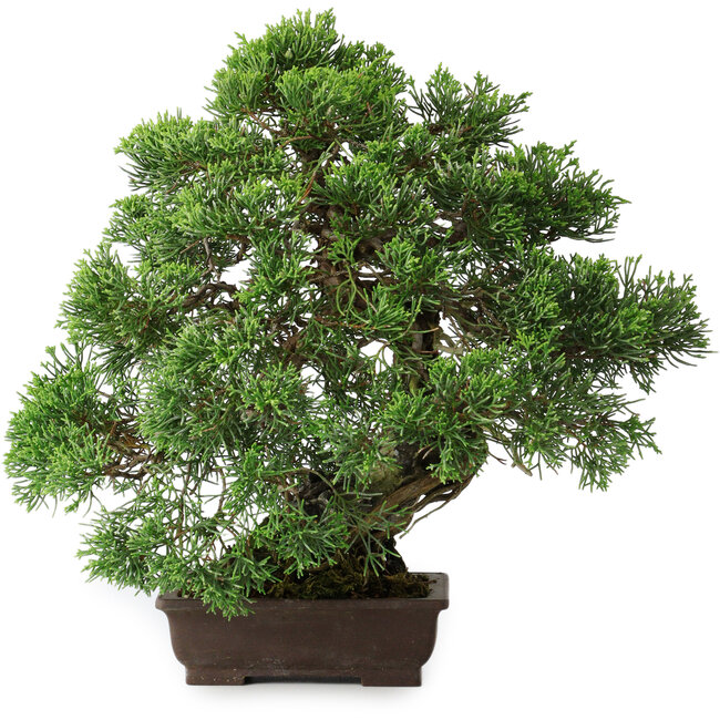 Chinesischer Wacholder (Juniperus chinensis), 30,5 cm, ± 25 Jahre alt