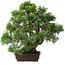 Juniperus chinensis, 30,5 cm, ± 25 años de edad