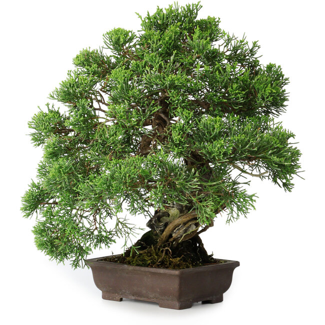 Juniperus chinensis, 30,5 cm, ± 25 anni