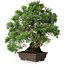 Chinesischer Wacholder (Juniperus chinensis), 30,5 cm, ± 25 Jahre alt