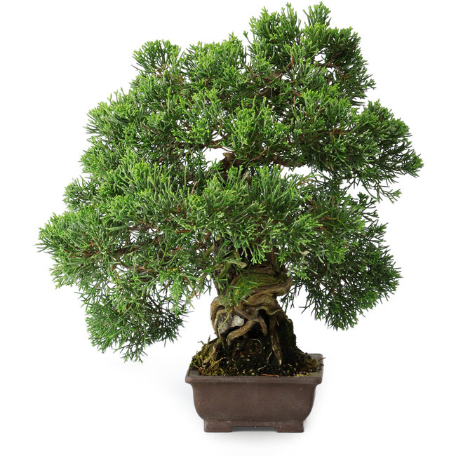 Juniperus chinensis, 30,5 cm, ± 25 anni