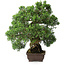 Juniperus chinensis, 30,5 cm, ± 25 ans
