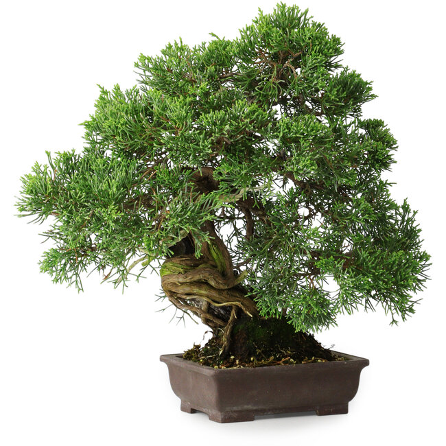Juniperus chinensis, 30,5 cm, ± 25 anni