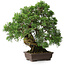 Juniperus chinensis, 30,5 cm, ± 25 anni