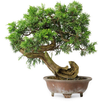Juniperus chinensis Itoigawa, 24,5 cm, ± 25 ans