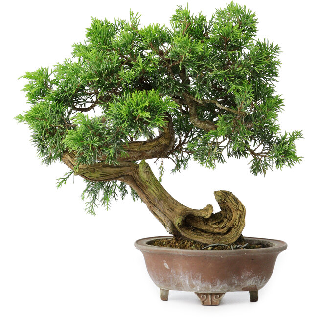Juniperus chinensis Itoigawa, 24,5 cm, ± 25 Jahre alt
