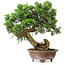 Juniperus chinensis Itoigawa, 24,5 cm, ± 25 years old