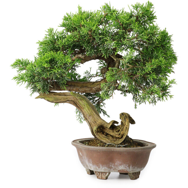 Juniperus chinensis Itoigawa, 24,5 cm, ± 25 years old