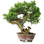 Juniperus chinensis Itoigawa, 24,5 cm, ± 25 anni