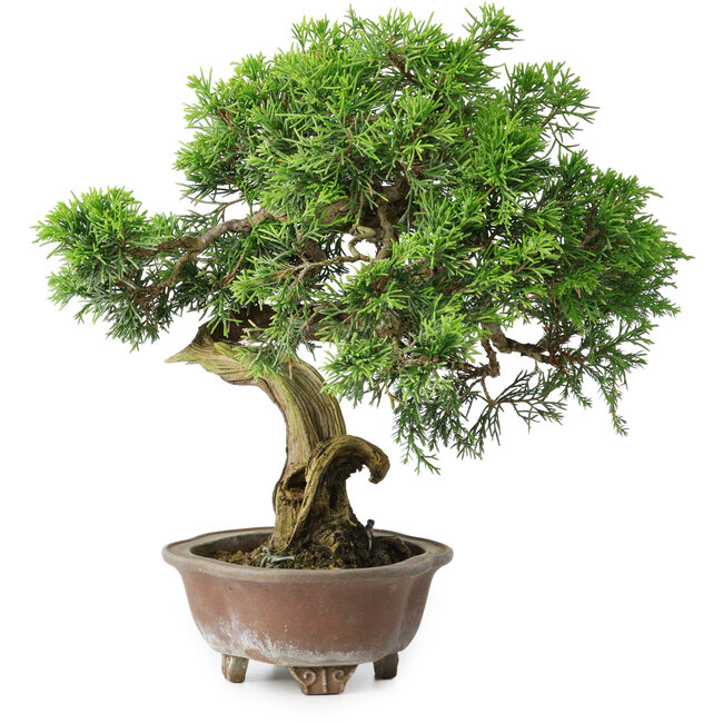 Juniperus chinensis Itoigawa, 24,5 cm, ± 25 ans