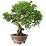 Juniperus chinensis Itoigawa, 24,5 cm, ± 25 ans