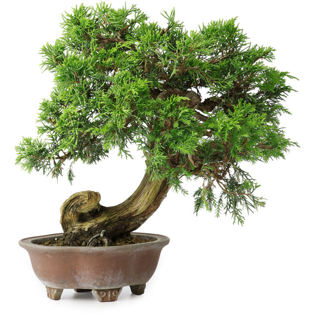 Juniperus chinensis Itoigawa, 24,5 cm, ± 25 anni